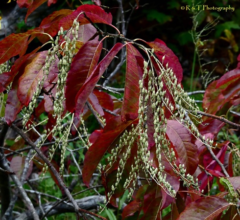 {Oxydendrum arboreum}